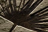 Impressive Fossil Palm and Fish Mural - Ready To Hang #382737-4